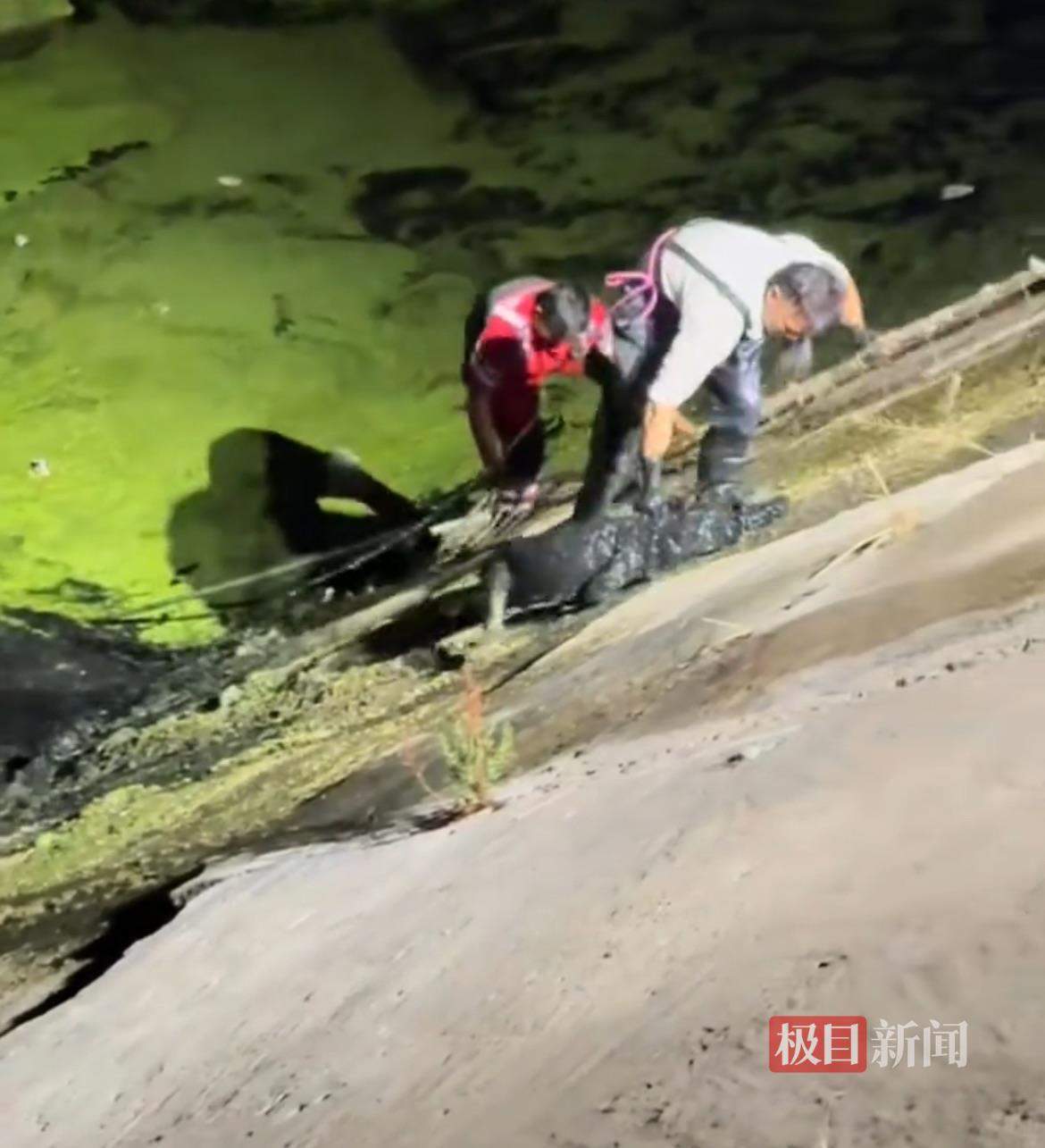 河南新乡一表演鳄鱼“出逃”两天后被抓获，搜捕人员：有1.6米长，抽了6小时河水才抓到