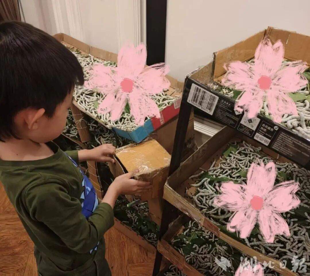 儿子说想做蚕丝被，妈妈网购1万粒蚕卵，耗时64天手搓两床蚕丝被