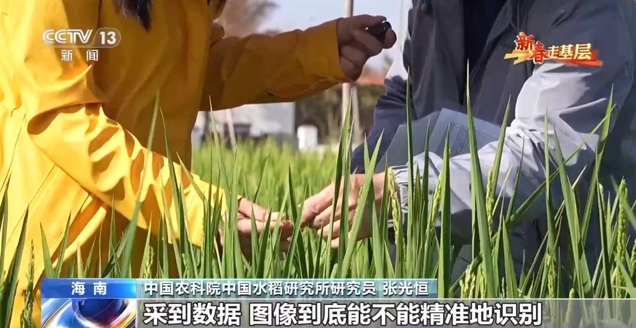 新春走基层丨水稻育种遇上AI 老专家与工程师联手“抢花期”