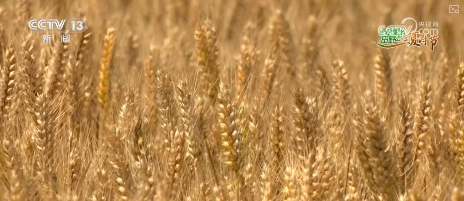 “九成熟，十成收；十成熟，一成丢” 