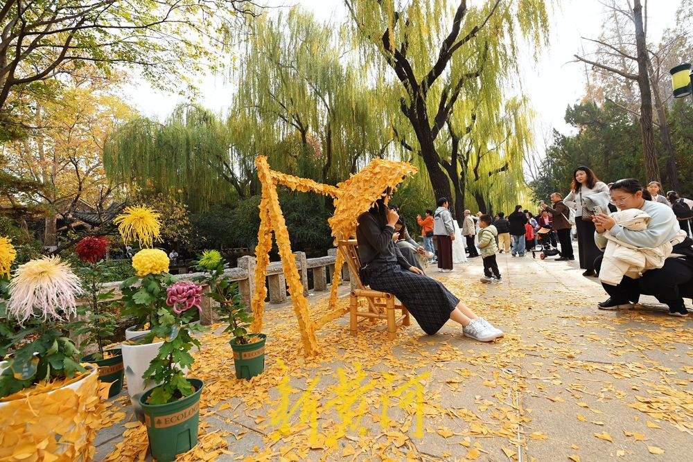 趵突泉迎来“初冬浪漫”，银杏打卡点成游客新宠