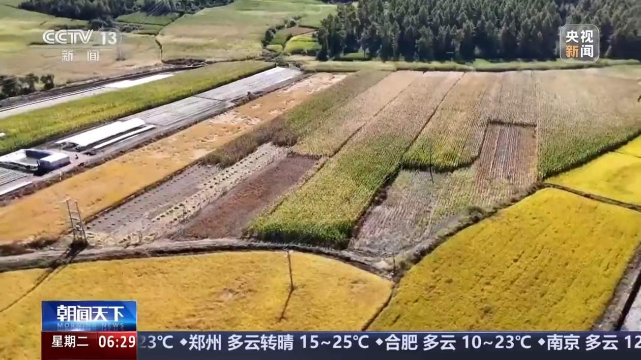 寒露时节好“丰”景！全国秋粮收获进入高峰期 进度过四成