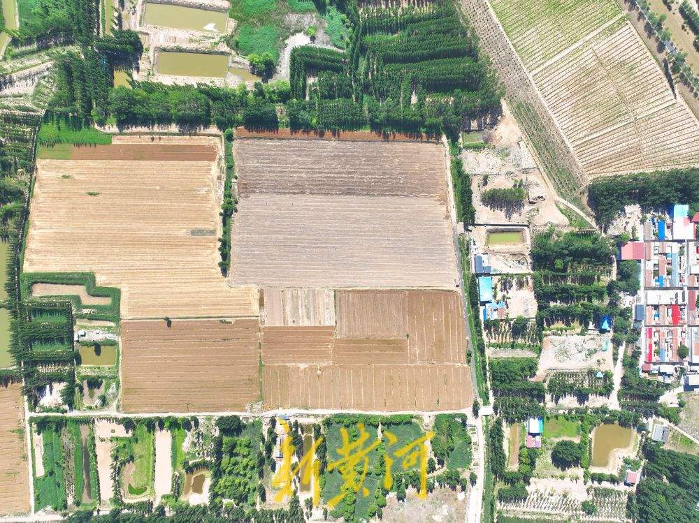 一年四季 泉在济南丨风吹麦浪 济南黄河北岸麦田美若画卷