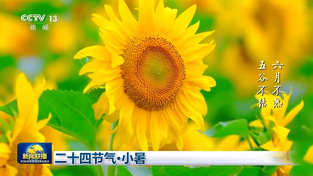 文化中国行丨二十四节气·小暑