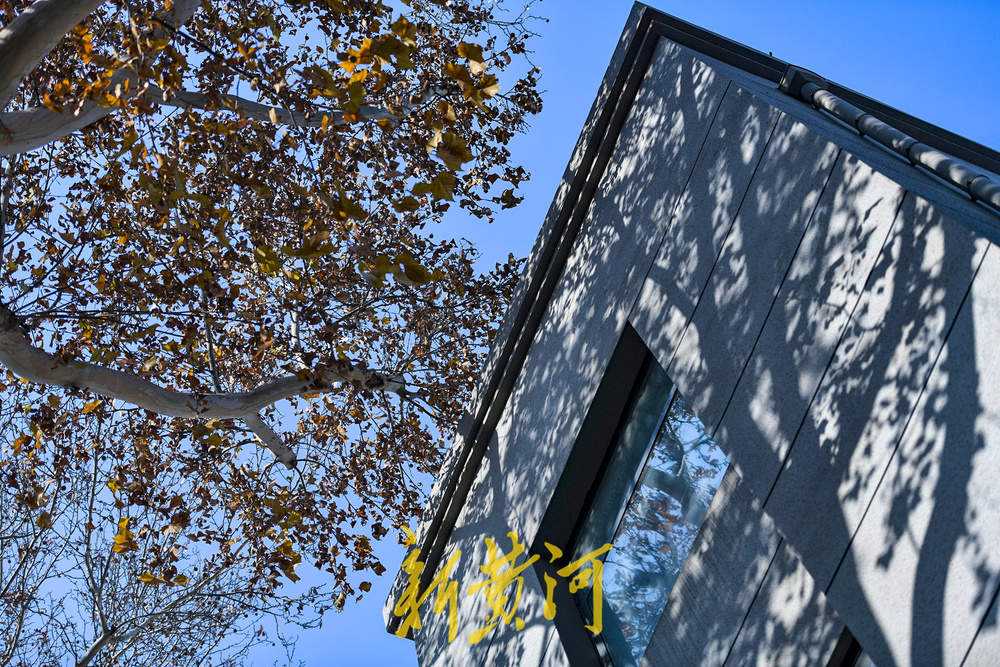 一年四季 泉在济南｜百年法桐织就“金色时光隧道” 济南老商埠冬日披金装 