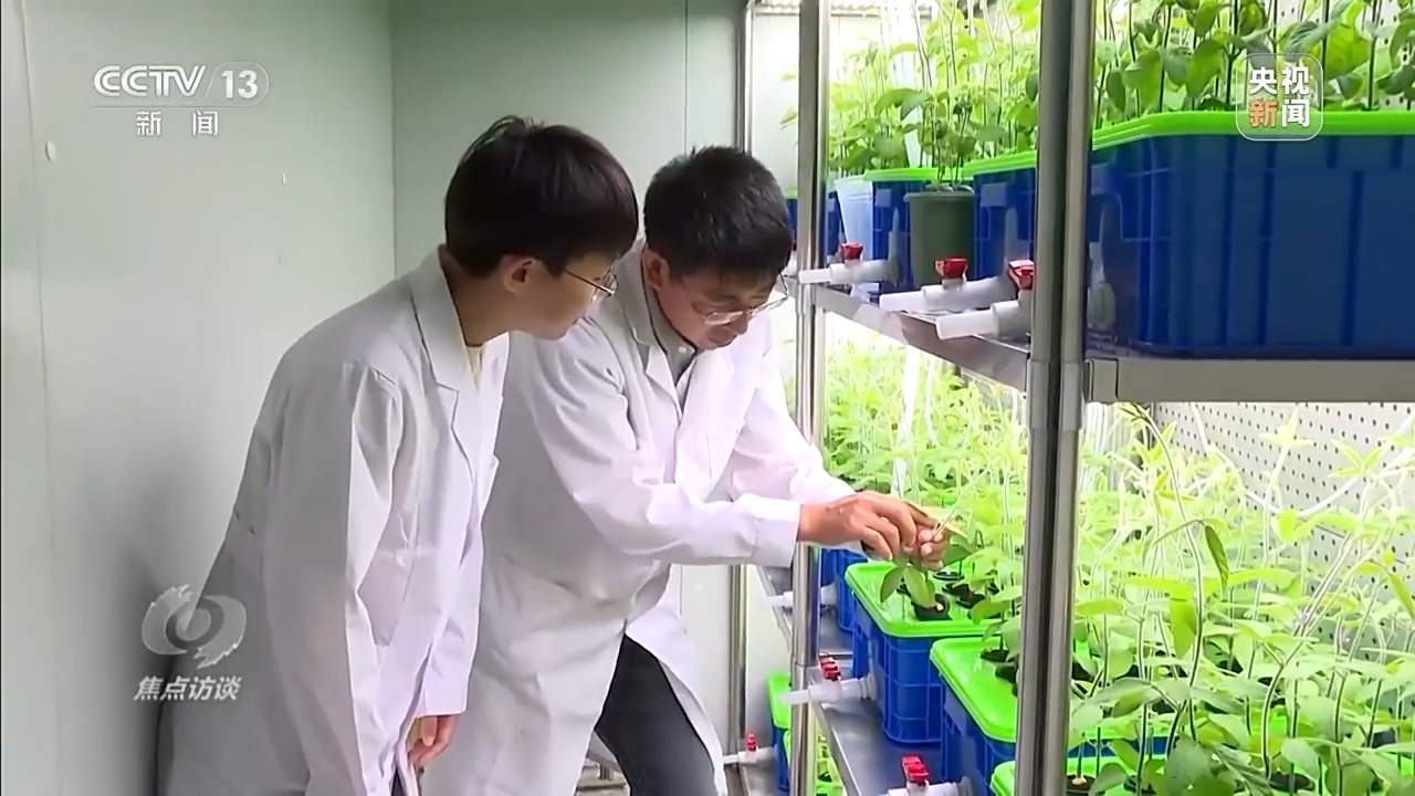 从抗旱到抢收 解读粮食增产背后的“密码”