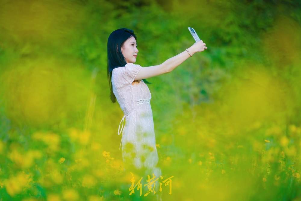 难忘大学时光，金鸡菊花海见证青春谢幕礼