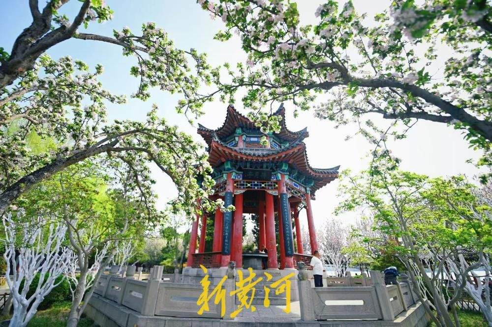 济南春日限定 大明湖得月亭旁海棠盛放惹人醉