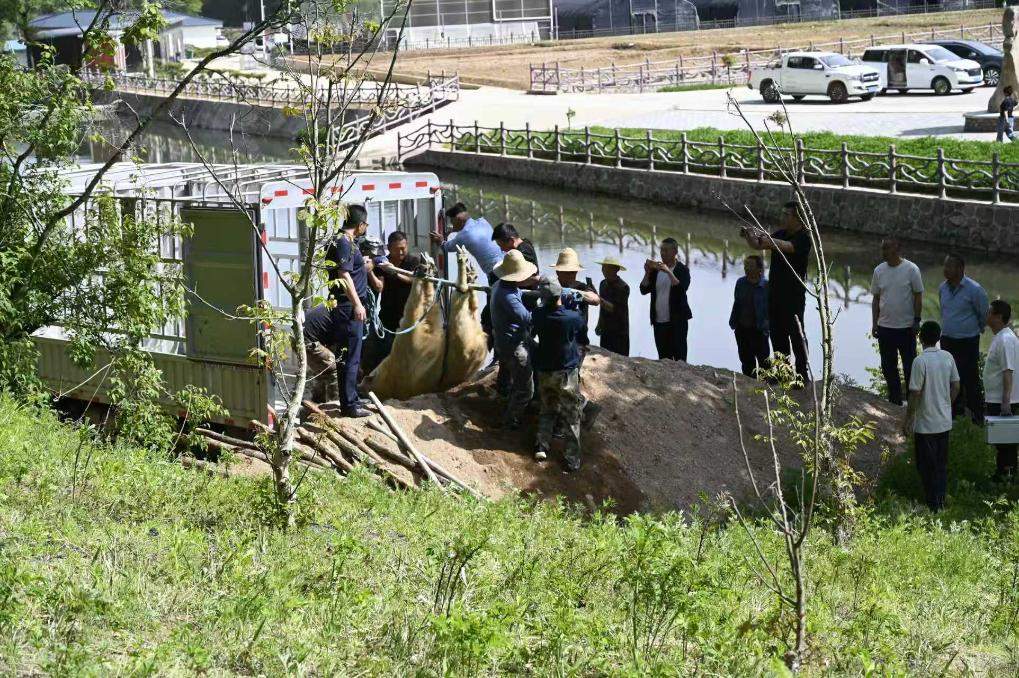 250公斤濒危珍兽羚牛下山进城 当地如何安全处置