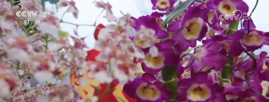 年宵花市开启“抢购模式” 小众品种成“当家花旦”购销两旺