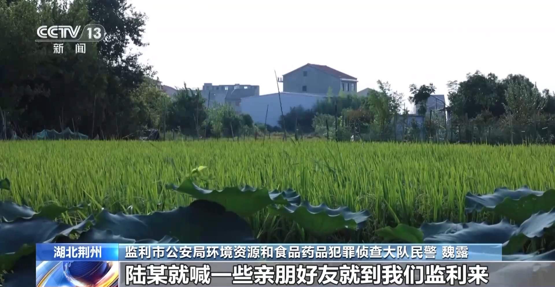 涉案1600余万元 湖北警方打掉54人非法捕杀候鸟团伙