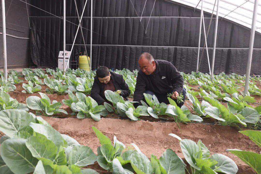 山东技术员在喀什种出“致富果”喀什零距离