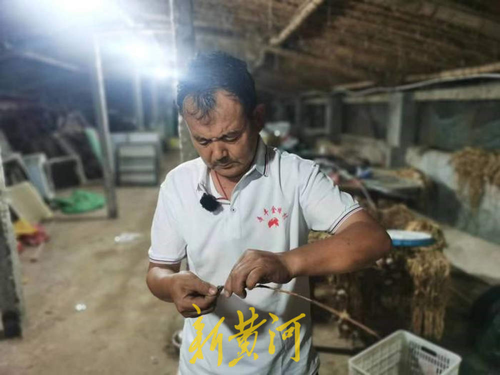 济南人有多热衷金蝉？养殖户一天接到上百个捉蝉咨询电话