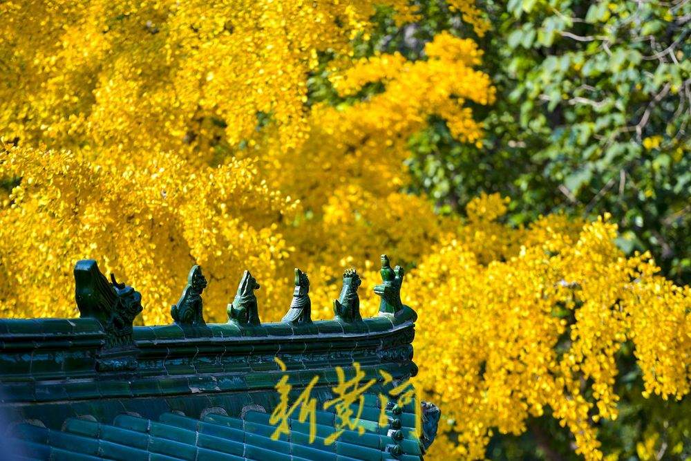 当超然楼遇上秋日黄叶，济南的古今在此重叠