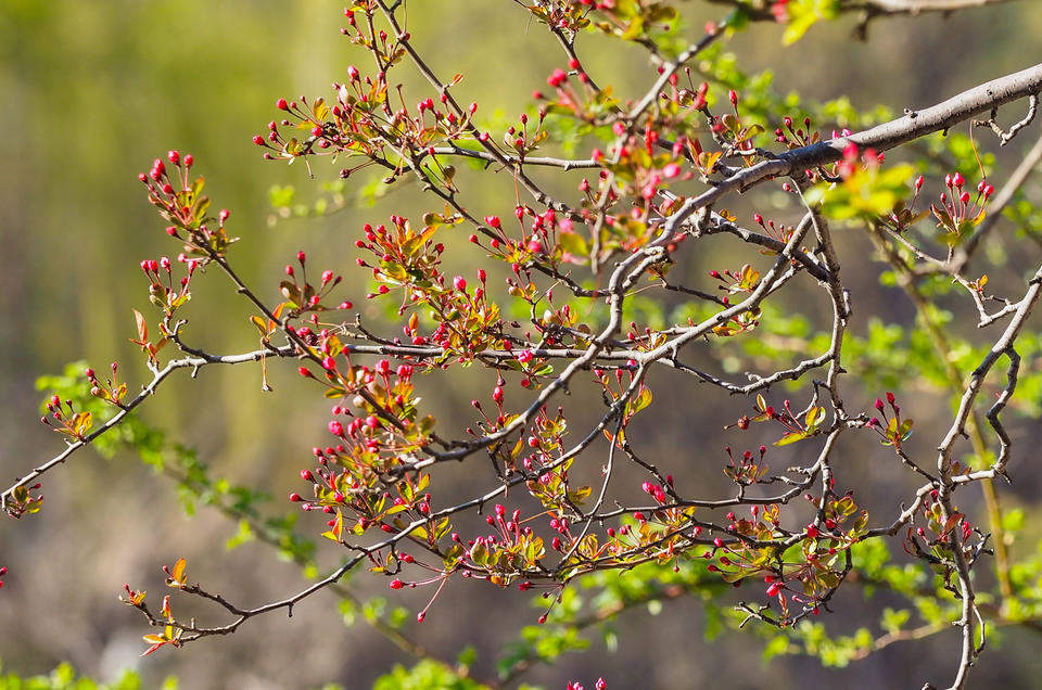 春分要来暖风吹，济南泉边大面积海棠花含苞待放