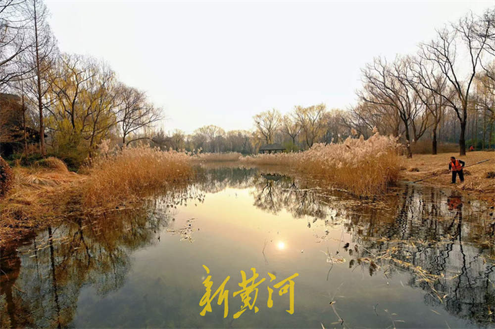 冬日芦苇别样美