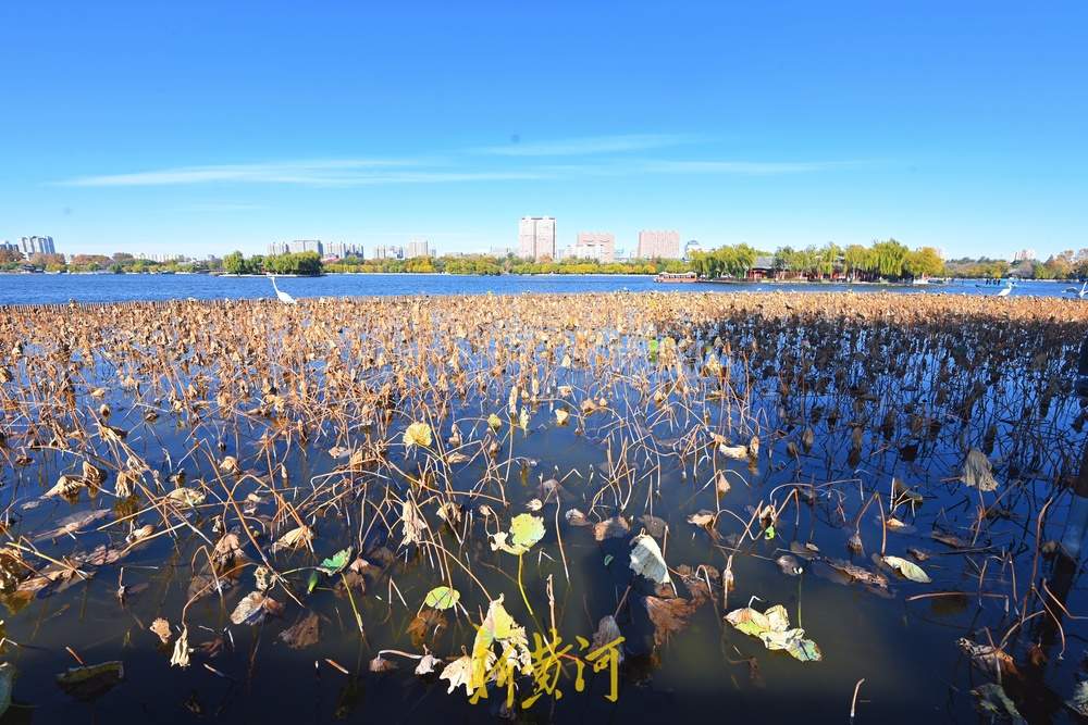 大明湖畔画残荷，风光旖旎静谧宜人