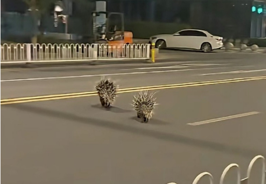 南京多位市民拍到两只豪猪在街头“夜跑”