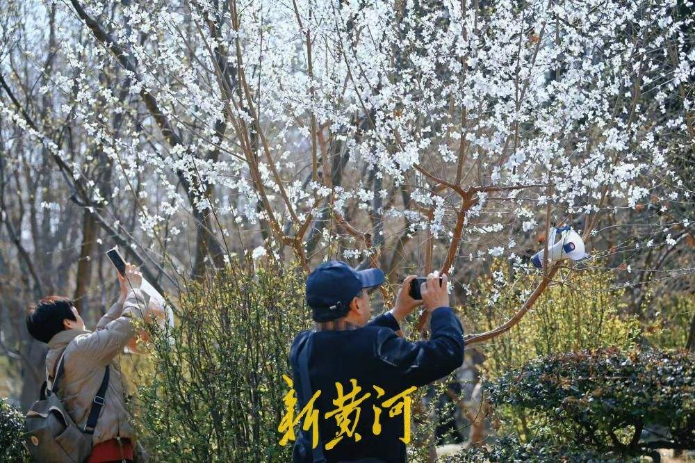 山桃花盛开惹人爱 济南春日画卷醉游人