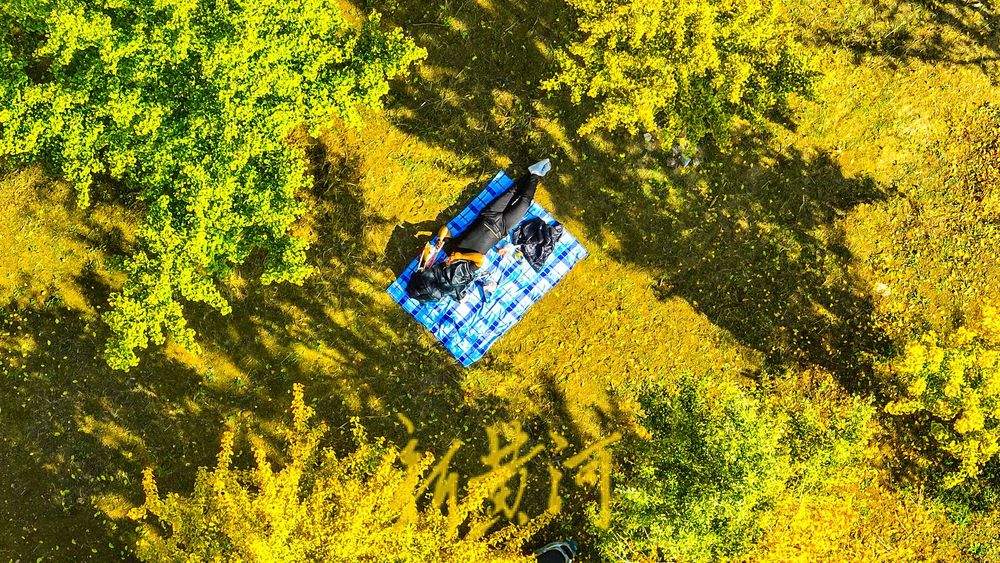 一年四季 泉在济南丨深秋百里黄河风景区，大堤戴上金绿相间的“项链”