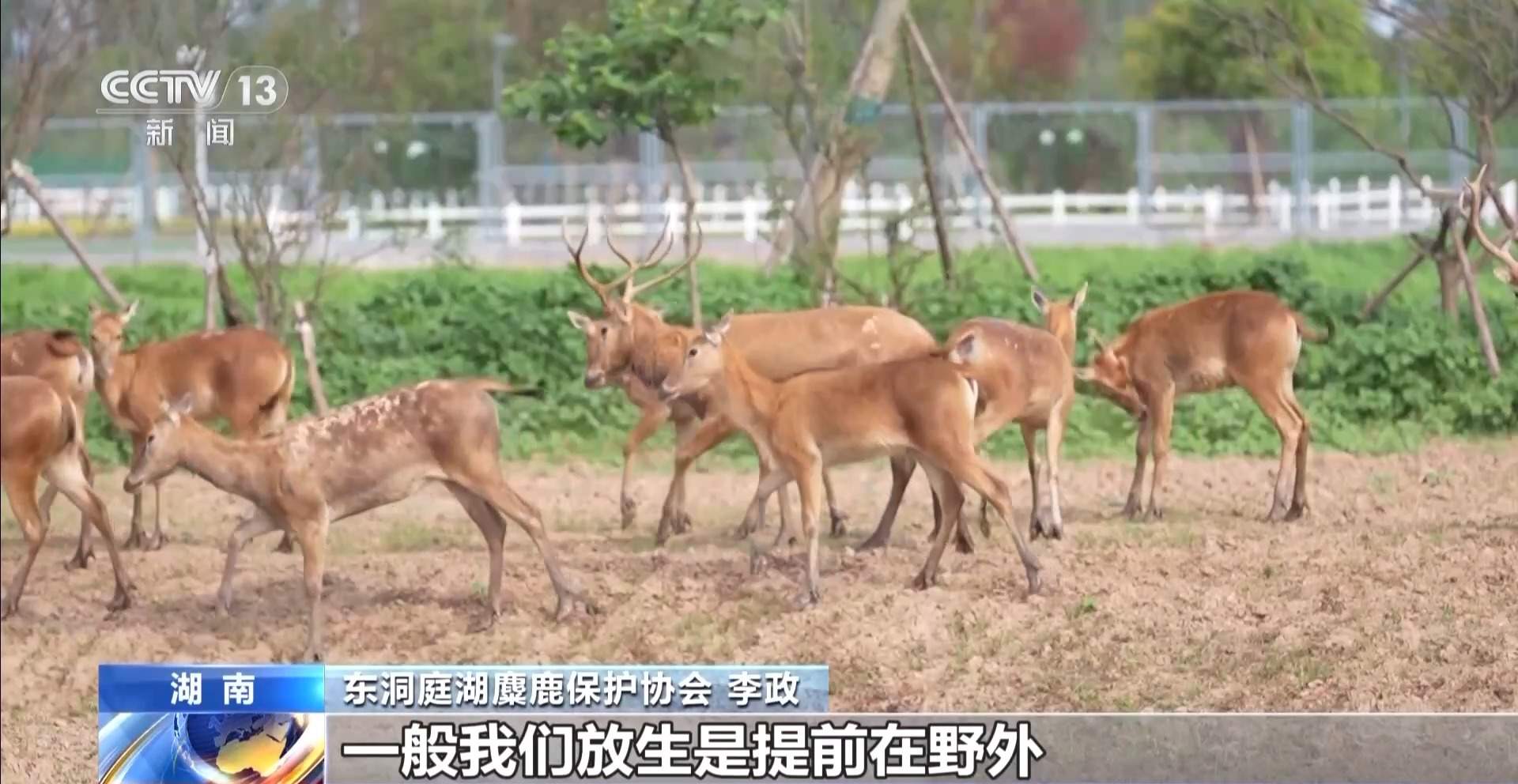 “与人为友”13年 网红麋鹿“点点”已产下8胎幼崽