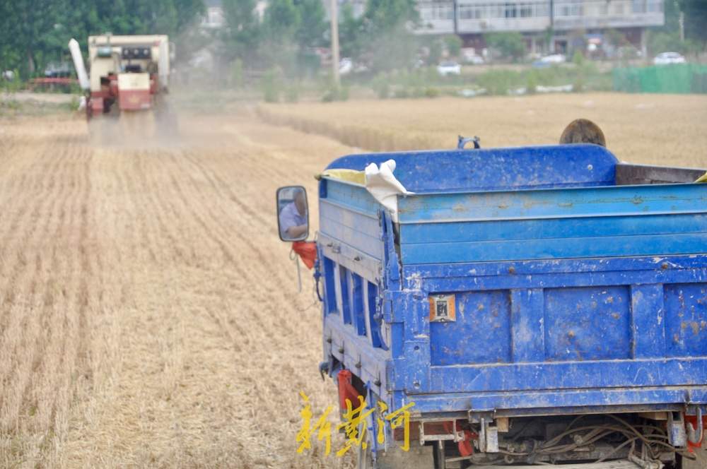 夏季麦收季，济南黄河南岸麦田开始收割