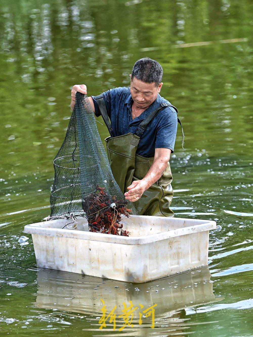 济南黄河北岸小龙虾迎丰收 高温下虾农捕捞不停歇
