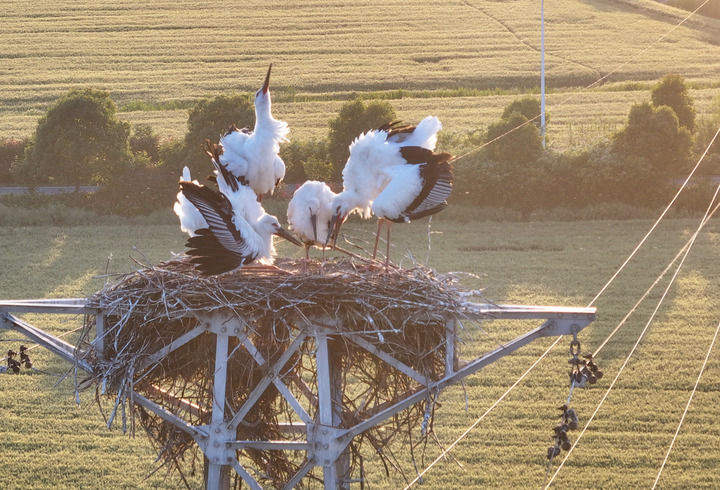 万物“赴”苏竞自由——解码人与自然和谐共生的“江苏样本”