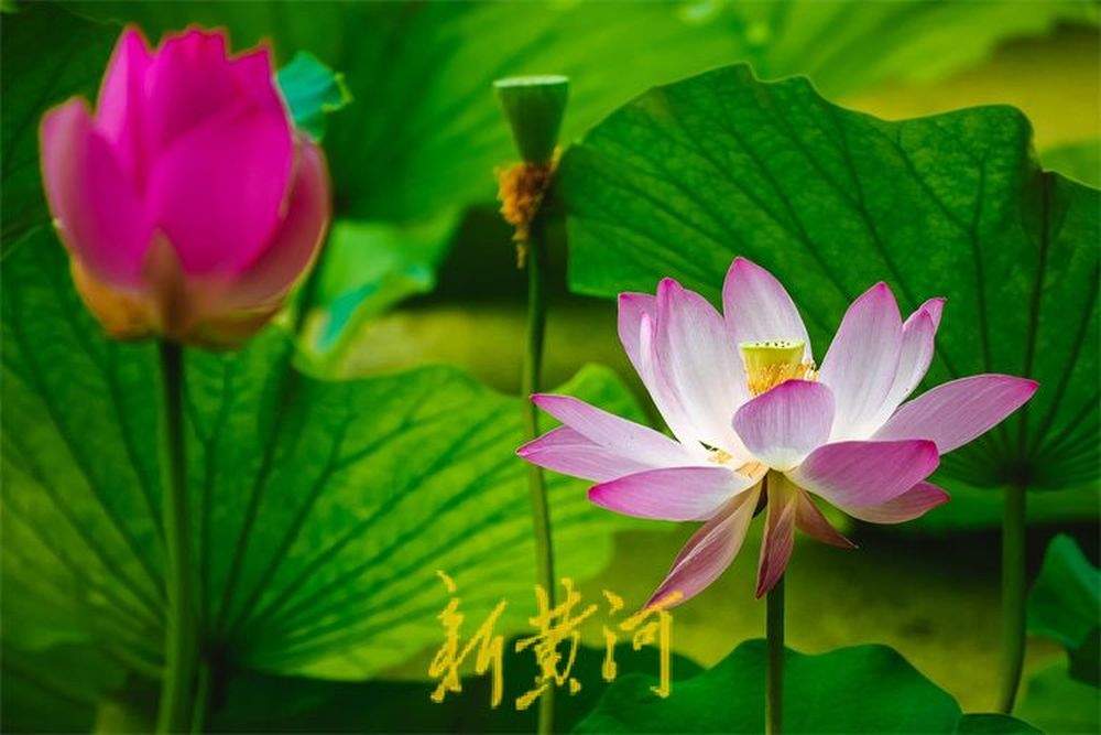 泉城荷花盛开夏意浓