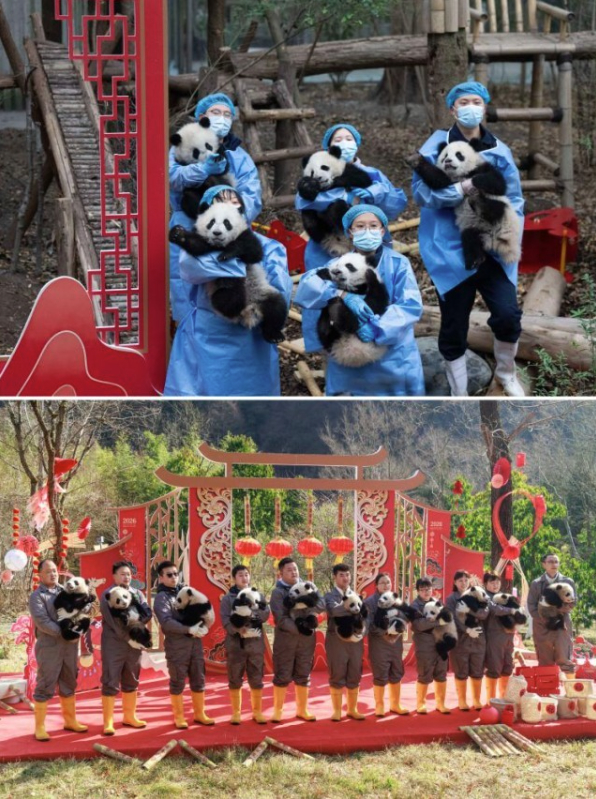 2025年大熊猫国家保护研究中心共成功繁育45只大熊猫