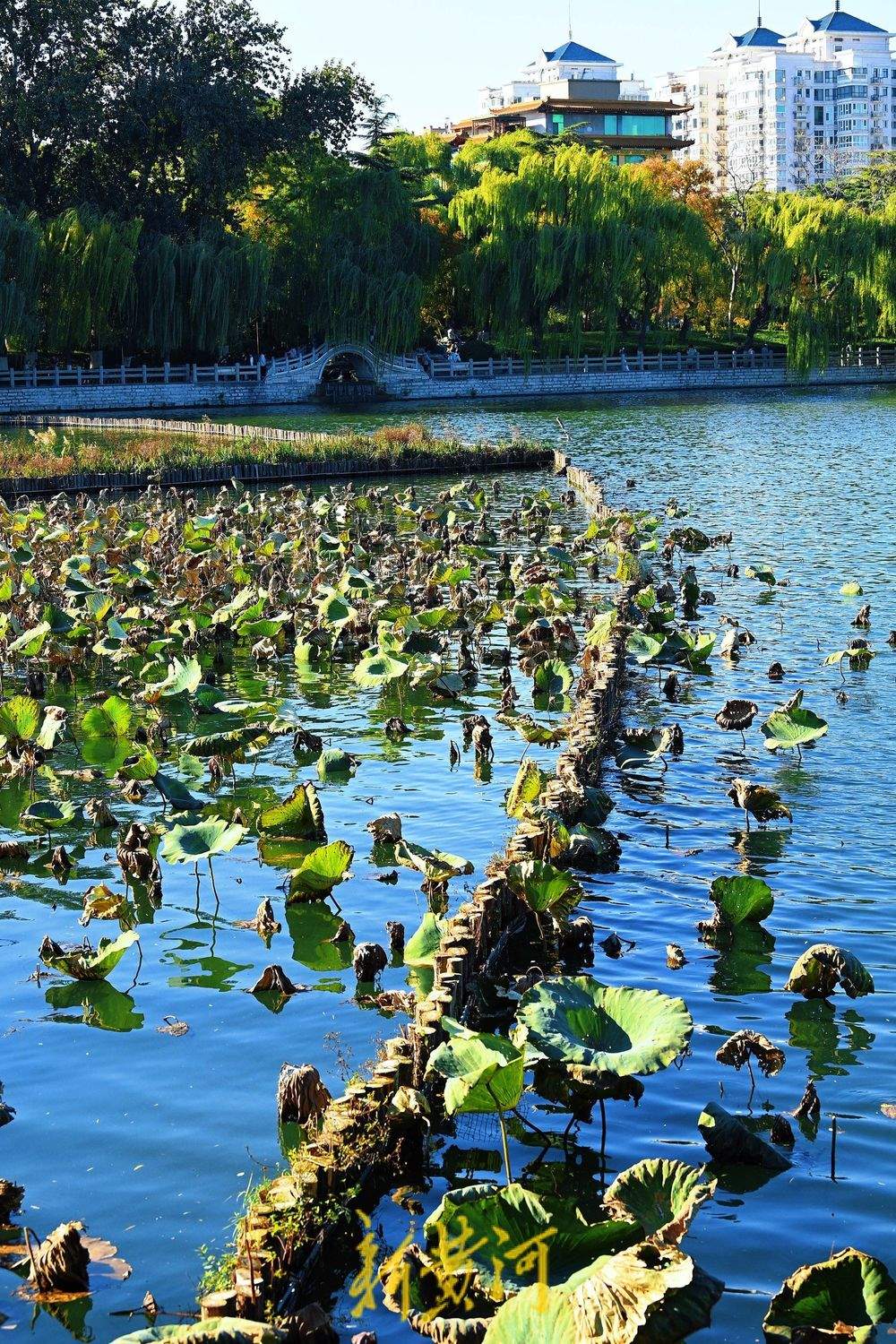 大明湖畔一池残荷映秋色