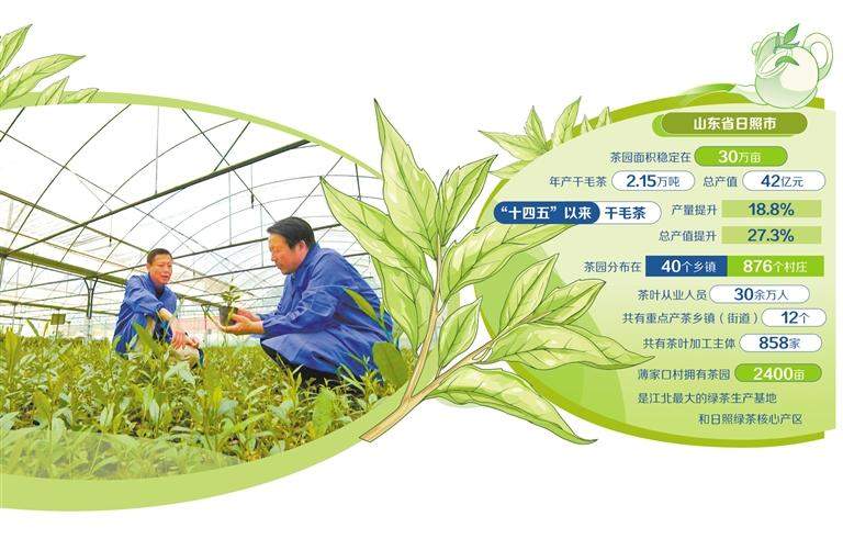 茶香飘出薄家口