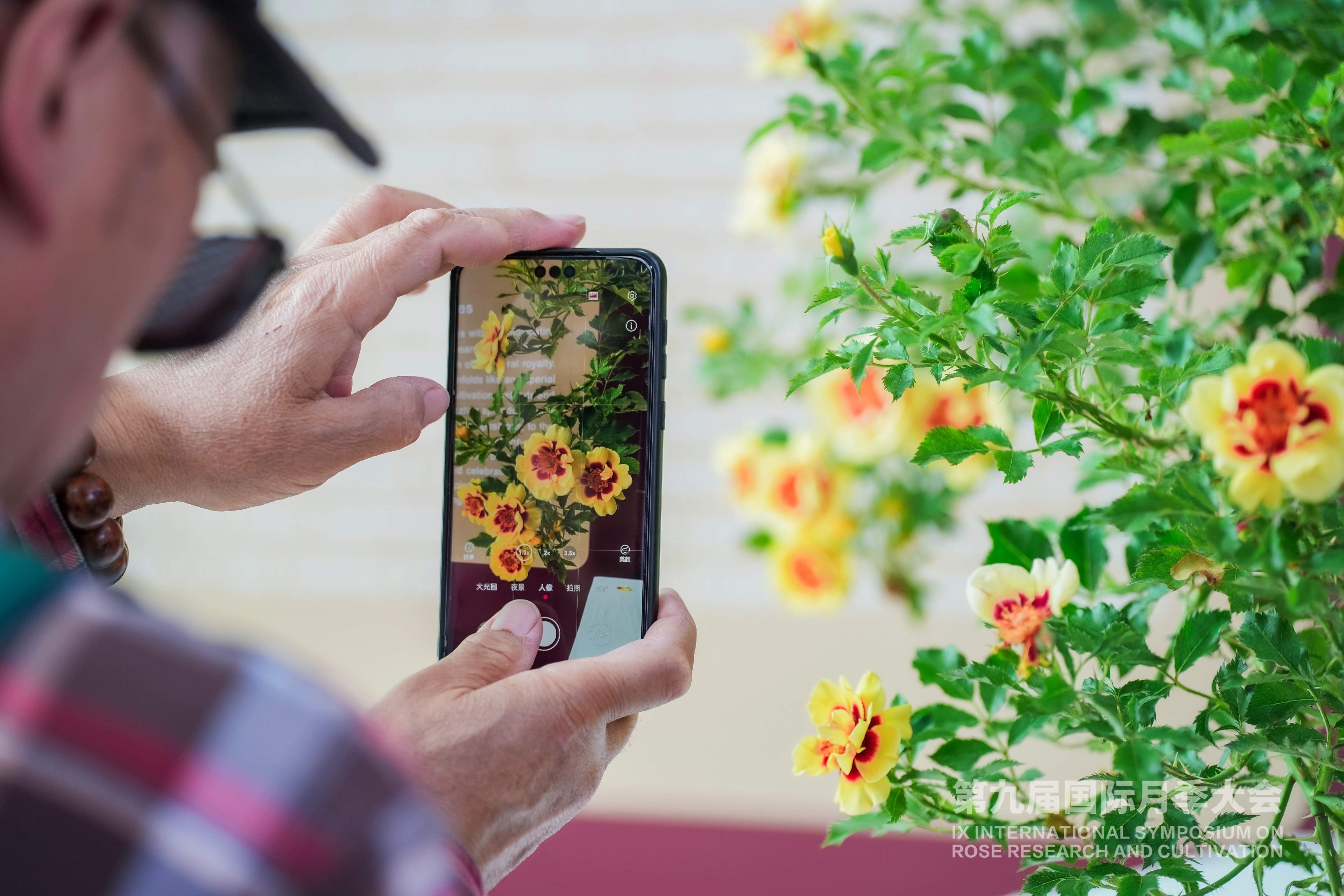 第九届国际月季大会今天开幕 千余品种月季争奇斗艳