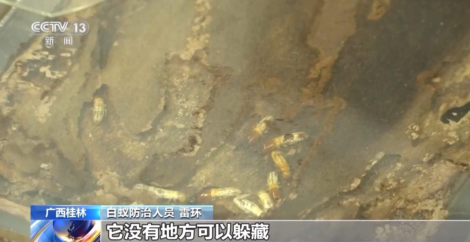 白蚁进入集中分飞期 注意家中门窗闭合不留缝隙