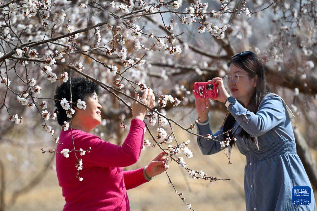 新疆吐鲁番：赴一场杏花之约