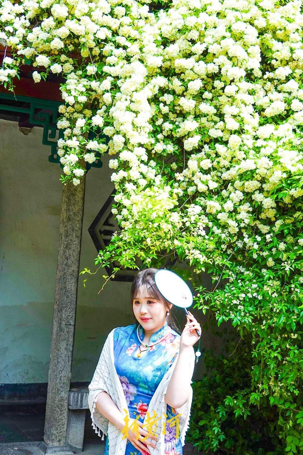 往年深藏园中飘“暗香” 今年花开如瀑成“网红”