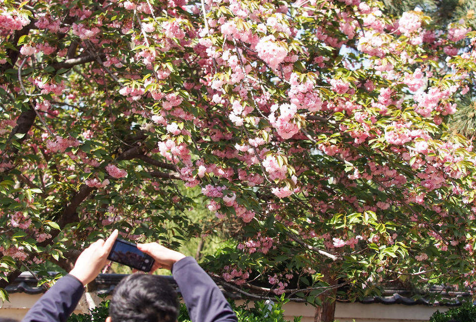 晚樱轻别春，泉城留香痕