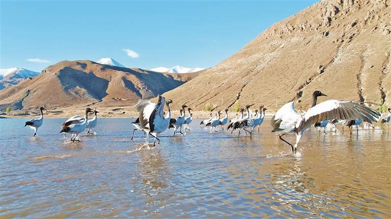 西藏多措并举为野生动植物织牢保护网