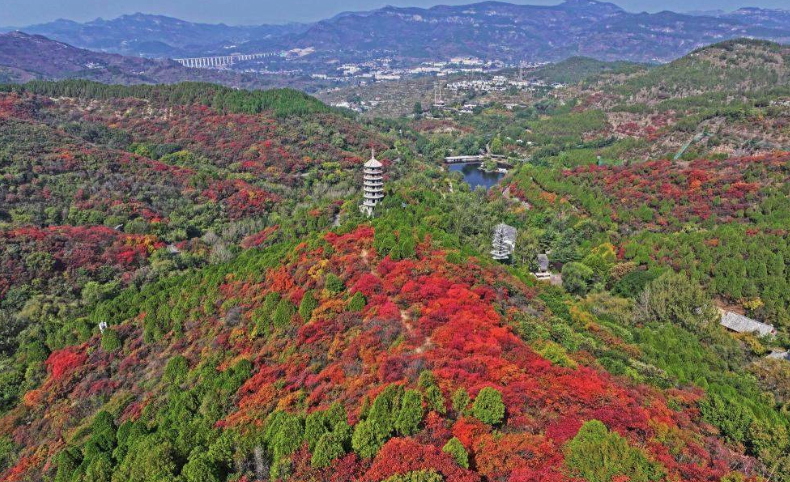 秋染泉城风光正好 避开人潮邂逅济南诗意