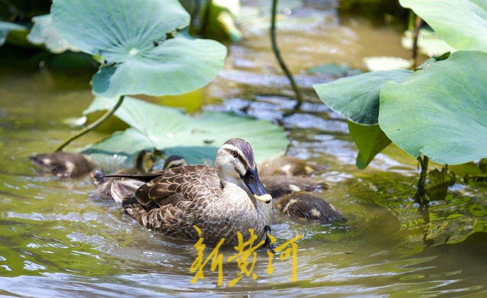 1只鸭妈妈带9个“鸭宝宝”：济南夏日明湖“鸭”力十足