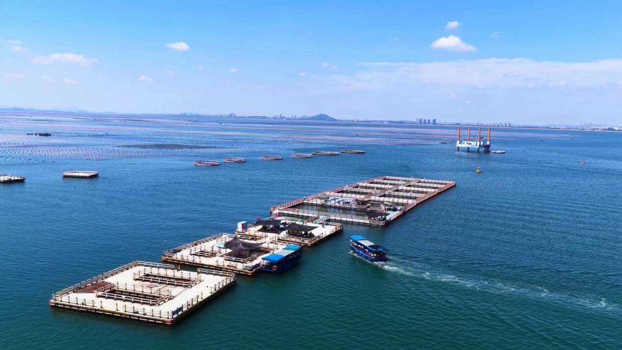 经济大省挑大梁｜种海带种成“叠叠乐” 立体生态养殖让水质优化渔民增收