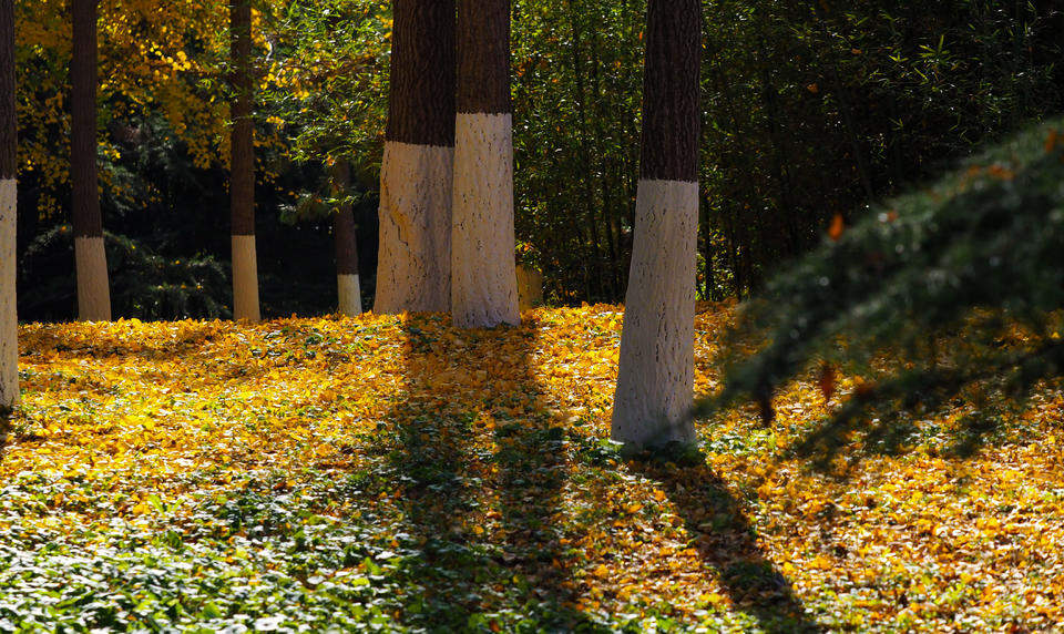 寒潮带来的美丽景色，济南五龙潭金色落叶美如锦毯