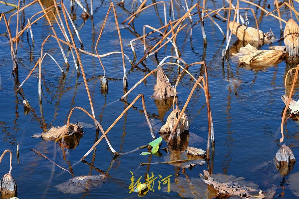 大明湖畔画残荷，风光旖旎静谧宜人