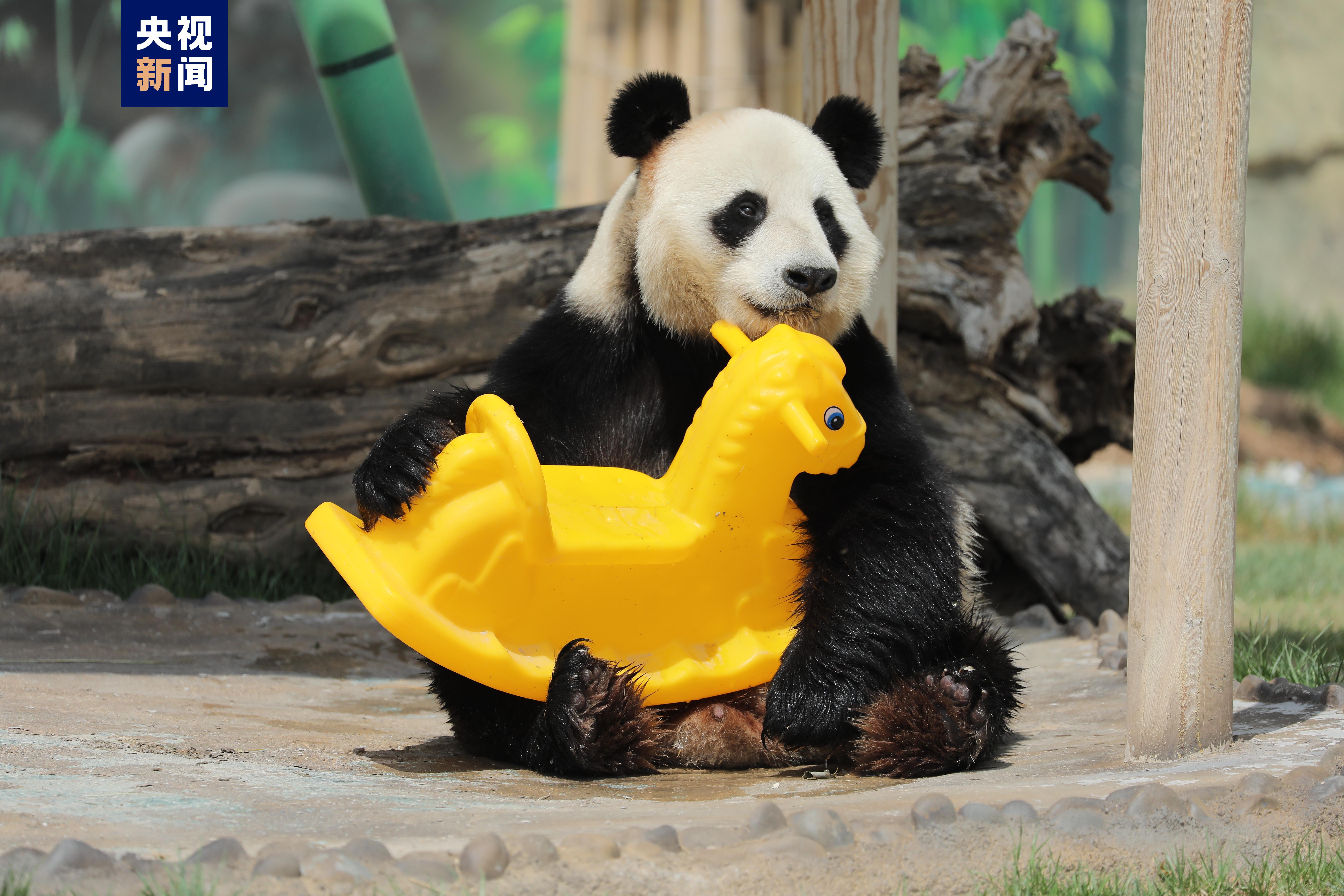 正式亮相！四只大熊猫齐聚兰州野生动物园