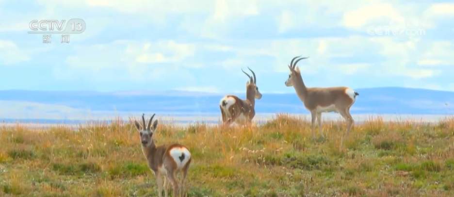 “成绩单”亮眼→我国生物多样性保护“硕果累累”