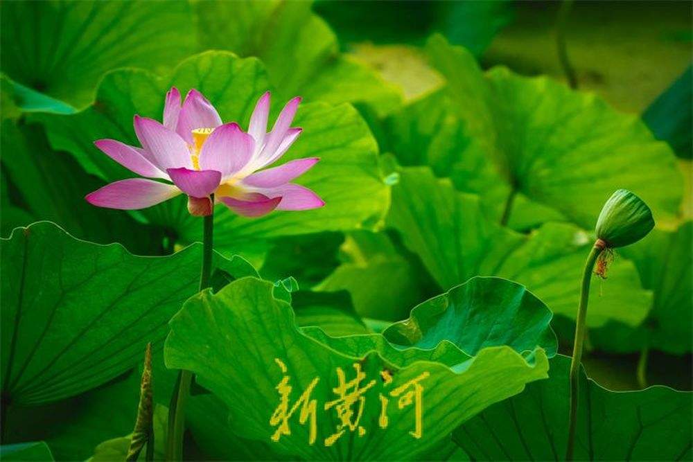 泉城荷花盛开夏意浓