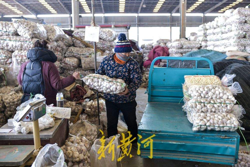 腊八节临近大蒜需求升温，价格与往年同期持平