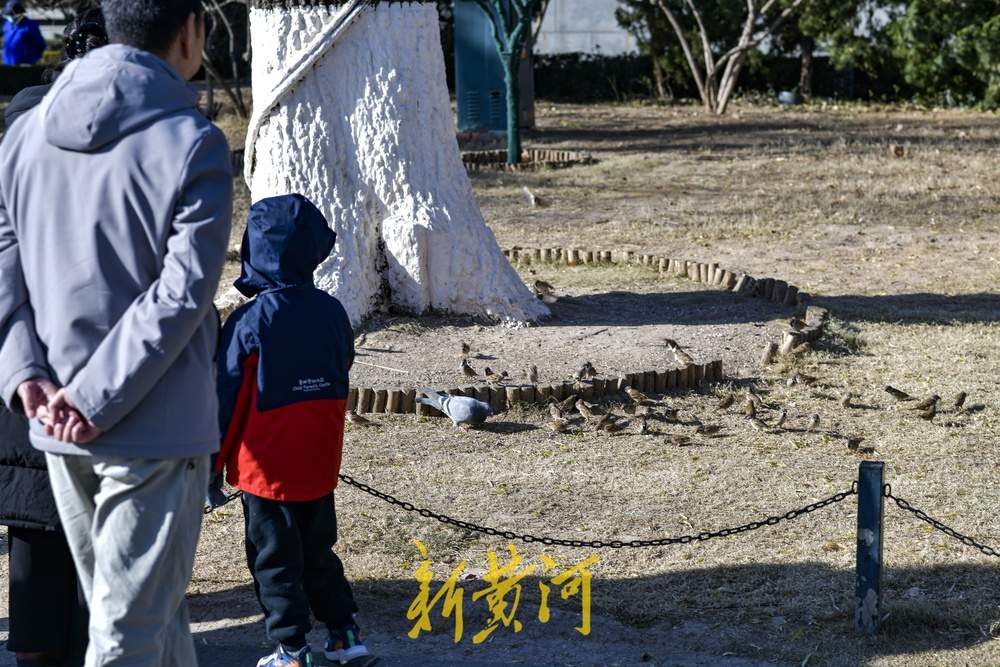 济南大明湖这里变“食堂”，市民投喂吸引百只鸟儿来觅食