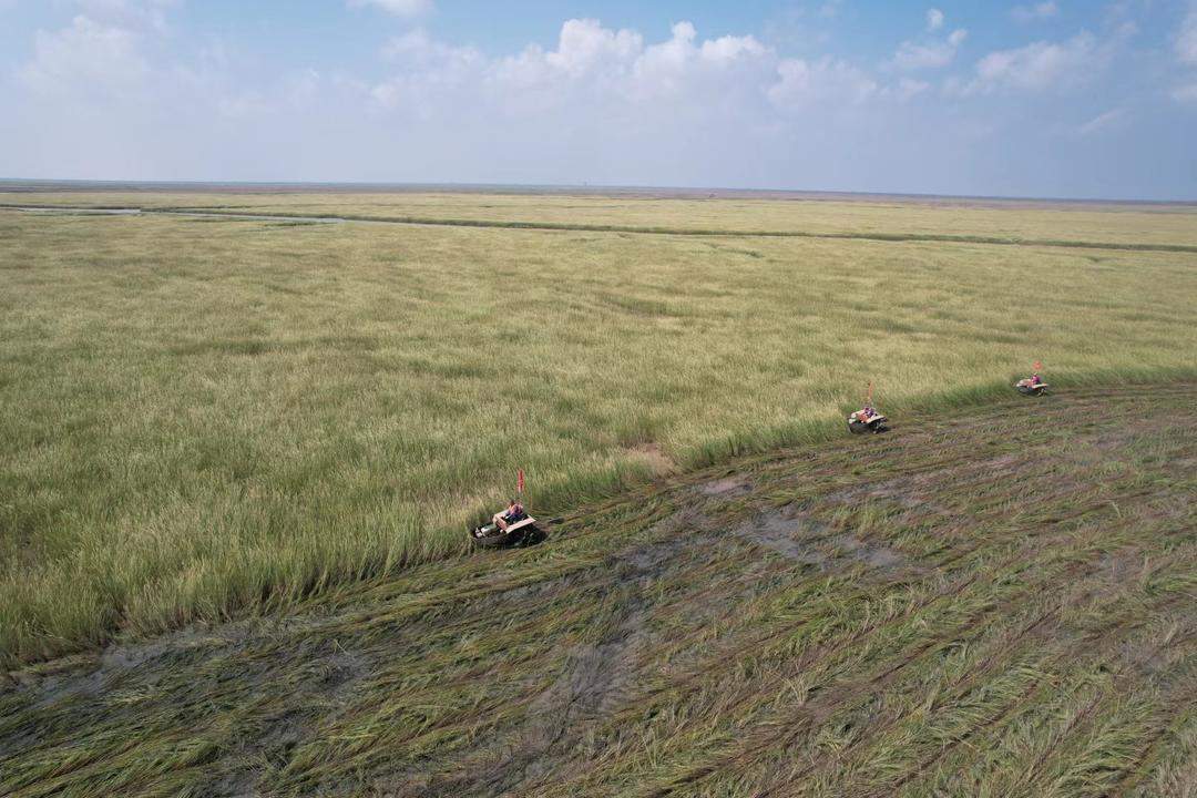 全国两会，山东代表团重点推介！东营“鸟浪”从刷屏热搜到生态金名片