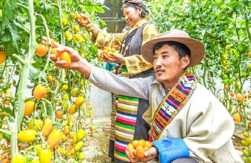 去时雪满高原路——写在济南对口援藏三十周年之际